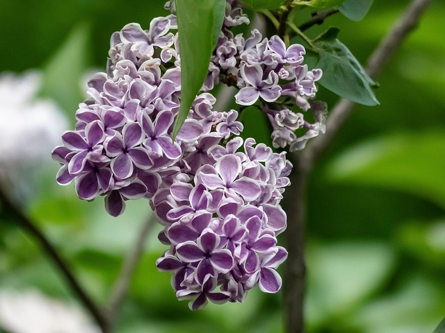 Free Flowers Lilac photo and picture