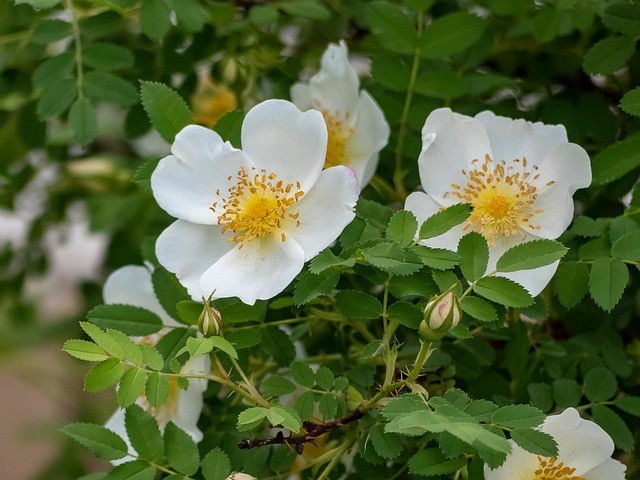 Free Flowers Dog Rose photo and picture
