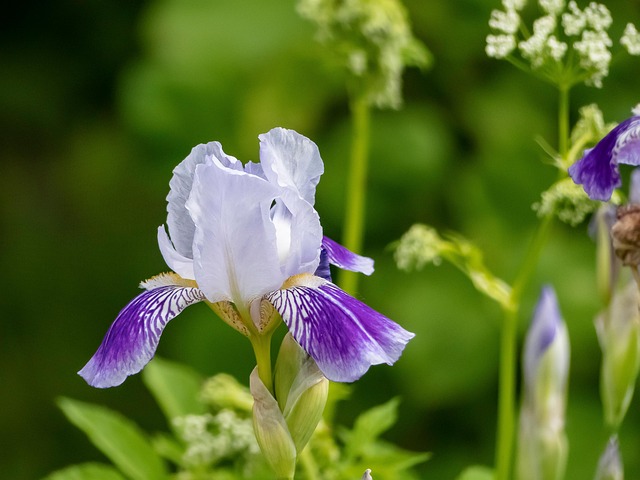 Free Flowers Iris photo and picture