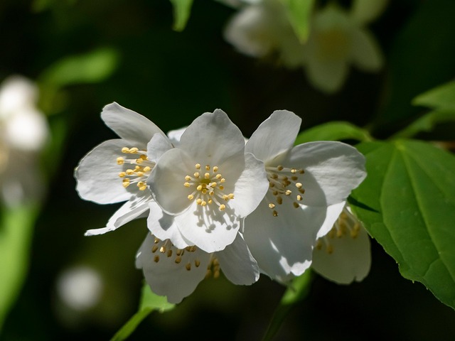 Free Flowers Jasmine photo and picture