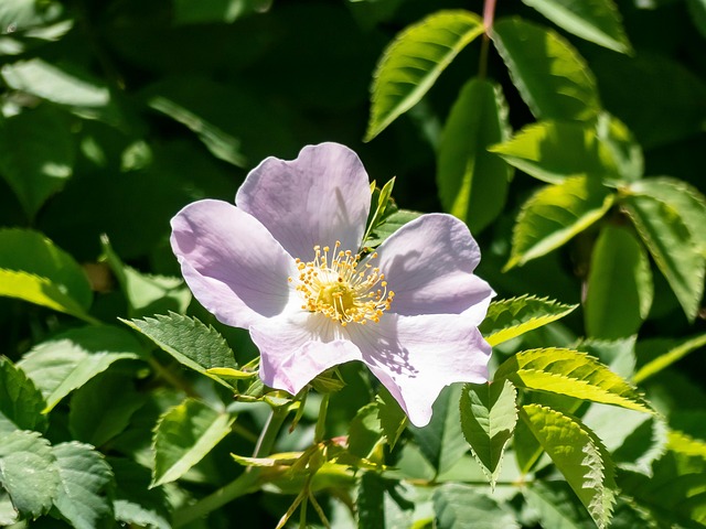 Free Flowers Dog Rose photo and picture