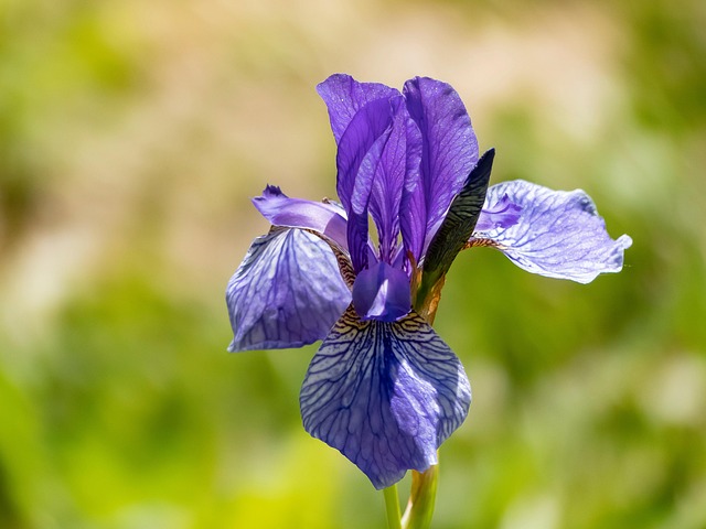 Free Flowers Iris photo and picture