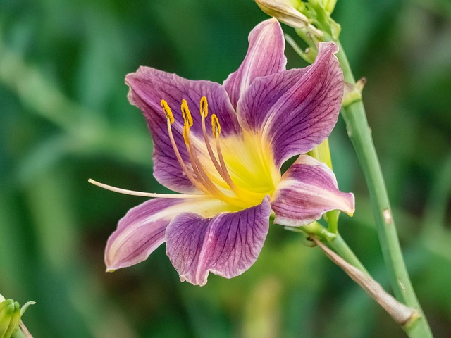 Free Flower Daylily photo and picture