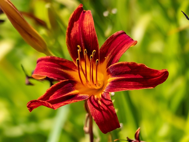 Free Flower Daylily photo and picture