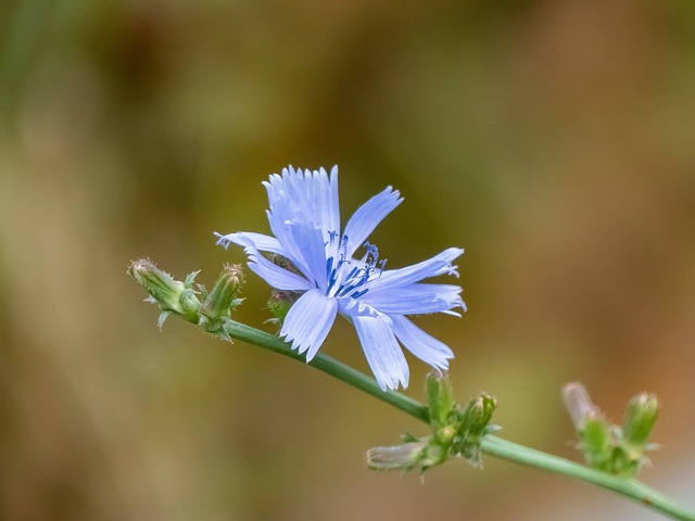 Free Flower Chicory photo and picture