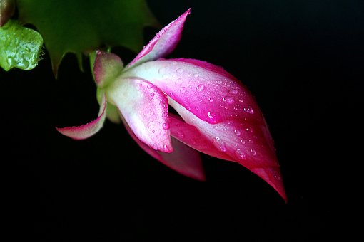 Bloem, Zygocactus, Cactus, Bloom