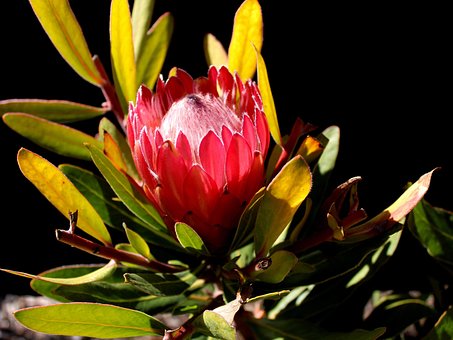Bloem, Bloem Behang, Koning Protea