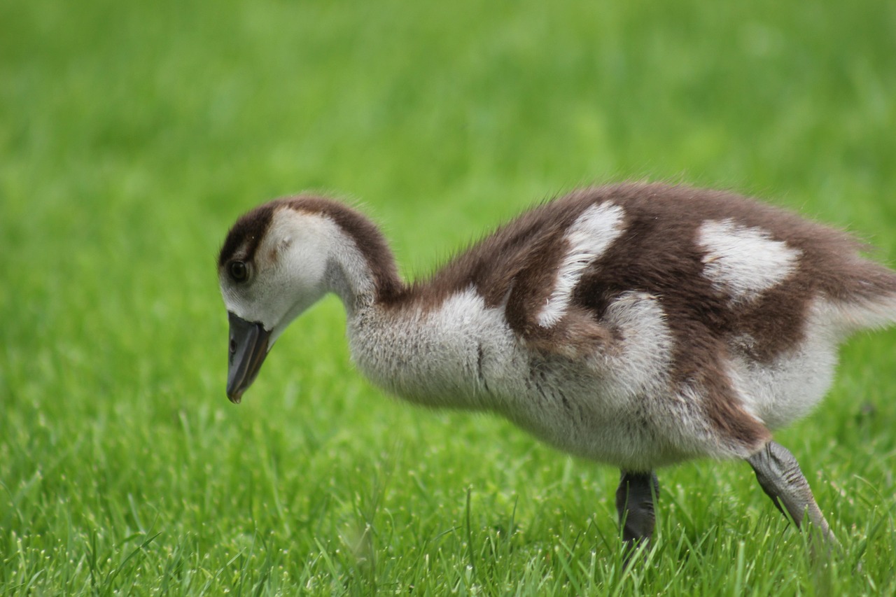 https://cdn.pixabay.com/photo/2022/04/08/10/51/bird-7119273_1280.jpg