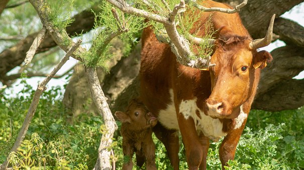 Free Cow Livestock photo and picture