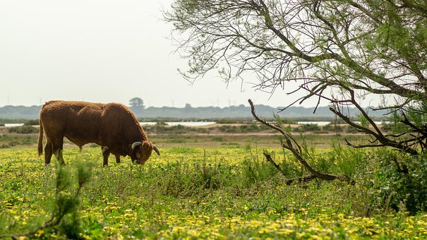 Free Cow Animal photo and picture