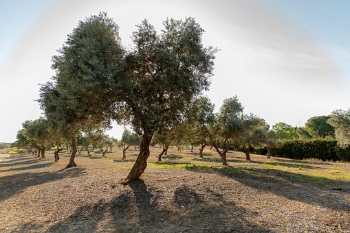 Free Olive Tree photo and picture