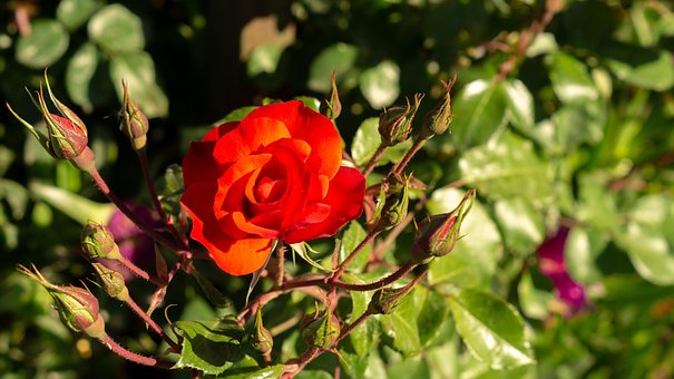 Free Rose Rosebush photo and picture