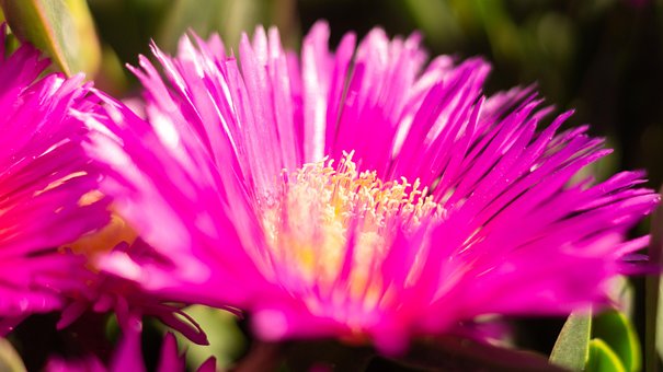 Free Flower Hottentot-Fig photo and picture
