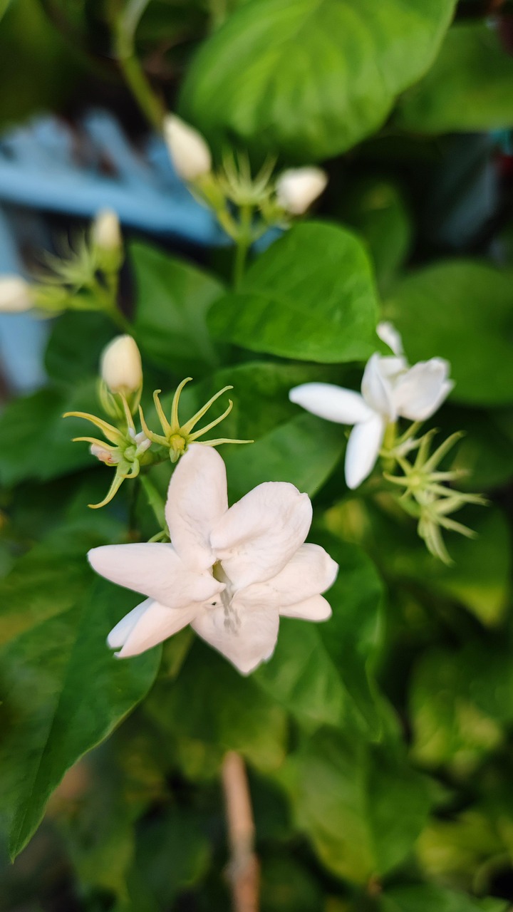 Flowers Jasmine Nature Free photo on Pixabay Pixabay