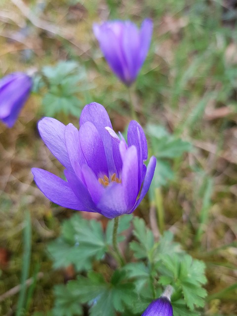 Free Flower Botany photo and picture