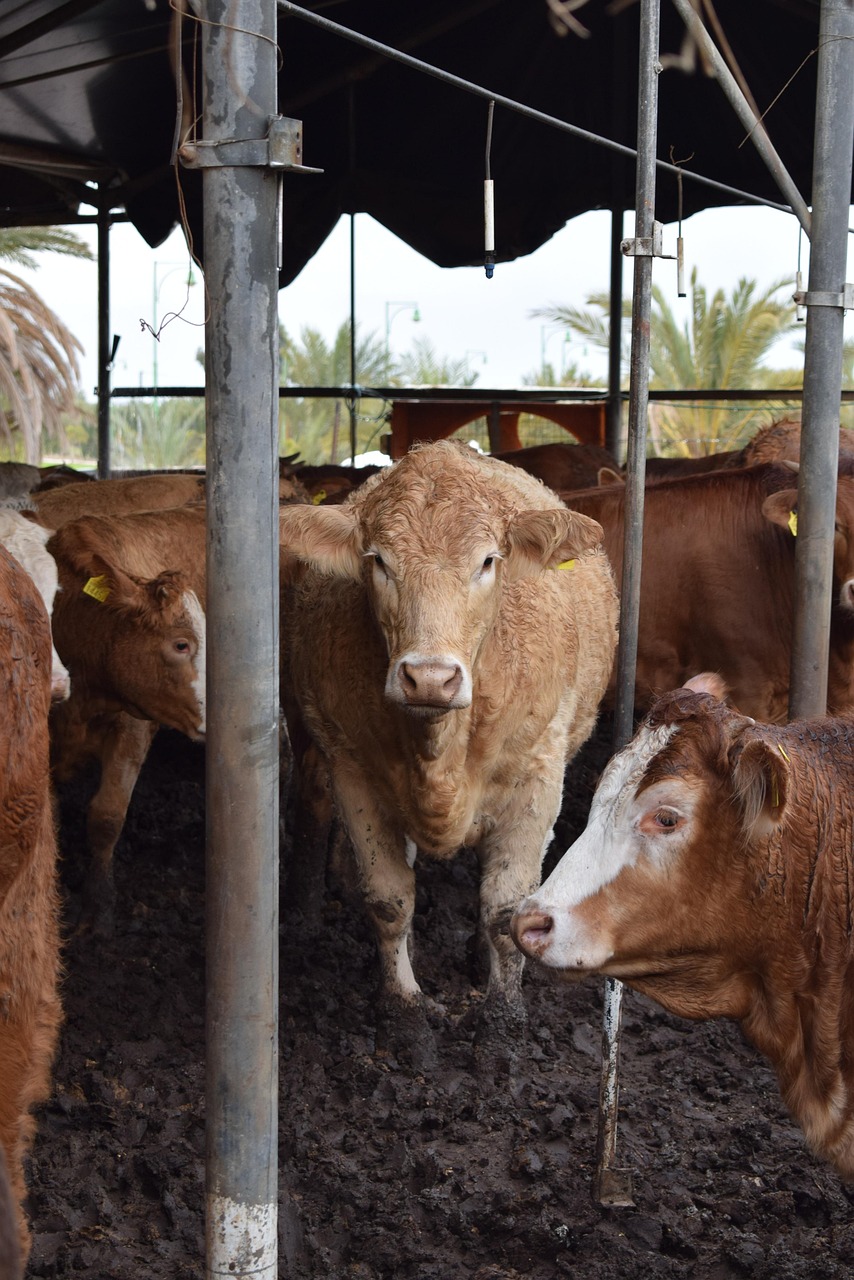 Cows Cattle Farm - Free photo on Pixabay