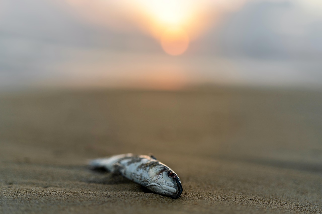 30,000+ Free Dead Fish & Fish Images - Pixabay