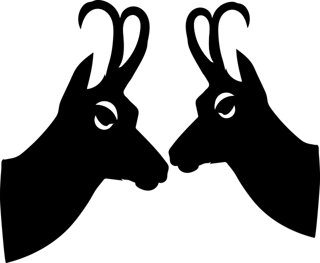 Free wild mammal chamois illustration