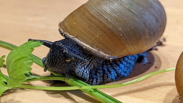 Free Snail Terrarium photo and picture
