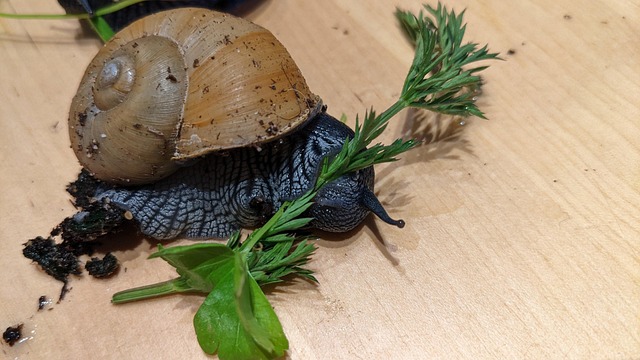 Free Snail Terrarium photo and picture