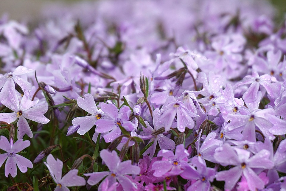 flowers-7120149_960_720.jpg