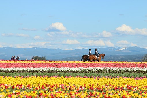 Tulp, Bloem Achtergrond, Mooie Bloemen