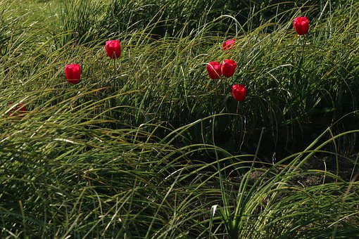 Tulp, Bloemen, De Lente, In Volle Bloei