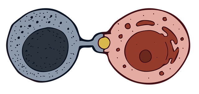 Free natural killer cell nk cell large granular lymphocytes illustration