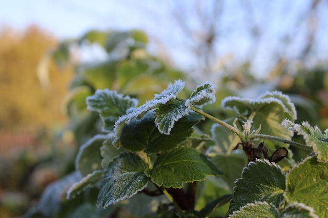 Download free HD stock image of Raspberry Bush Frost Free Raspberry Bush Frost photo and picture