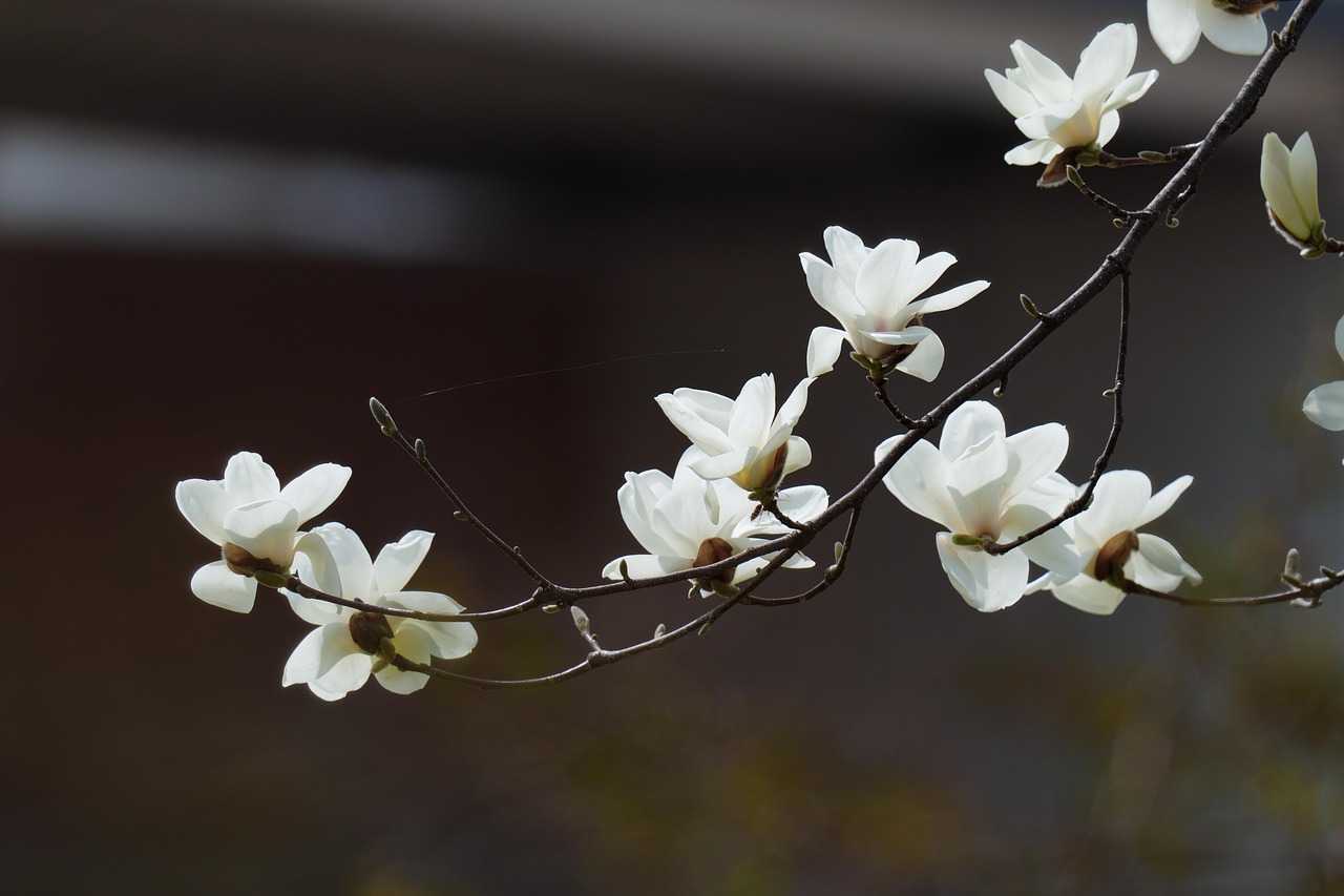 花 玉兰 树 - Pixabay上的免费照片 - Pixabay
