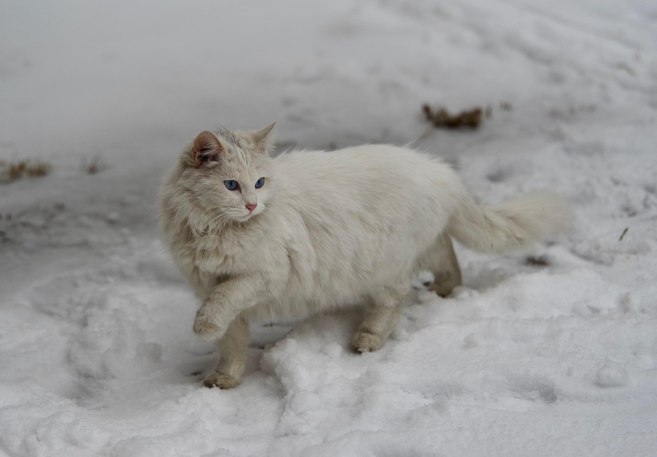 Cat - free online jigsaw puzzle photo