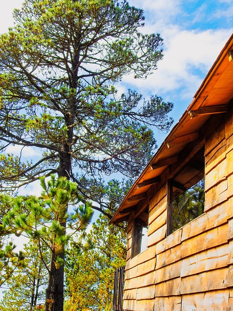 Free Cabins Ecotouristic photo and picture
