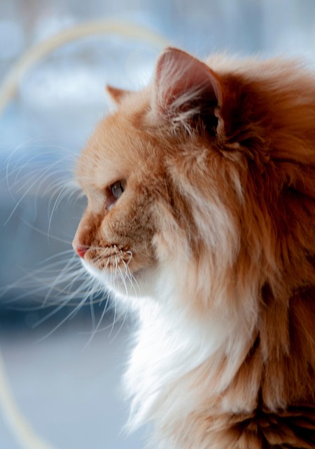 Free Animal Nature photo and picture