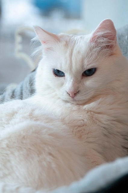 Free Animal Cat photo and picture