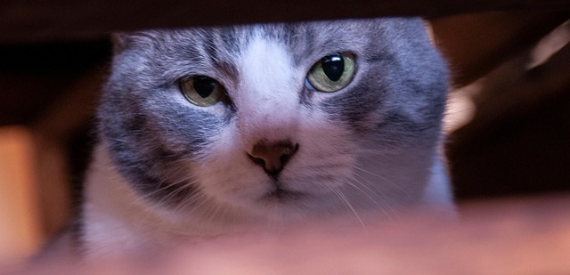 Free Cat Animals photo and picture