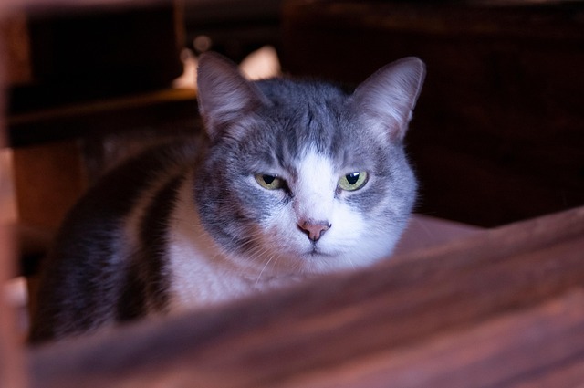 Free Cat Pet photo and picture