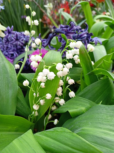 Free Lily Of The Valley Flower photo and picture