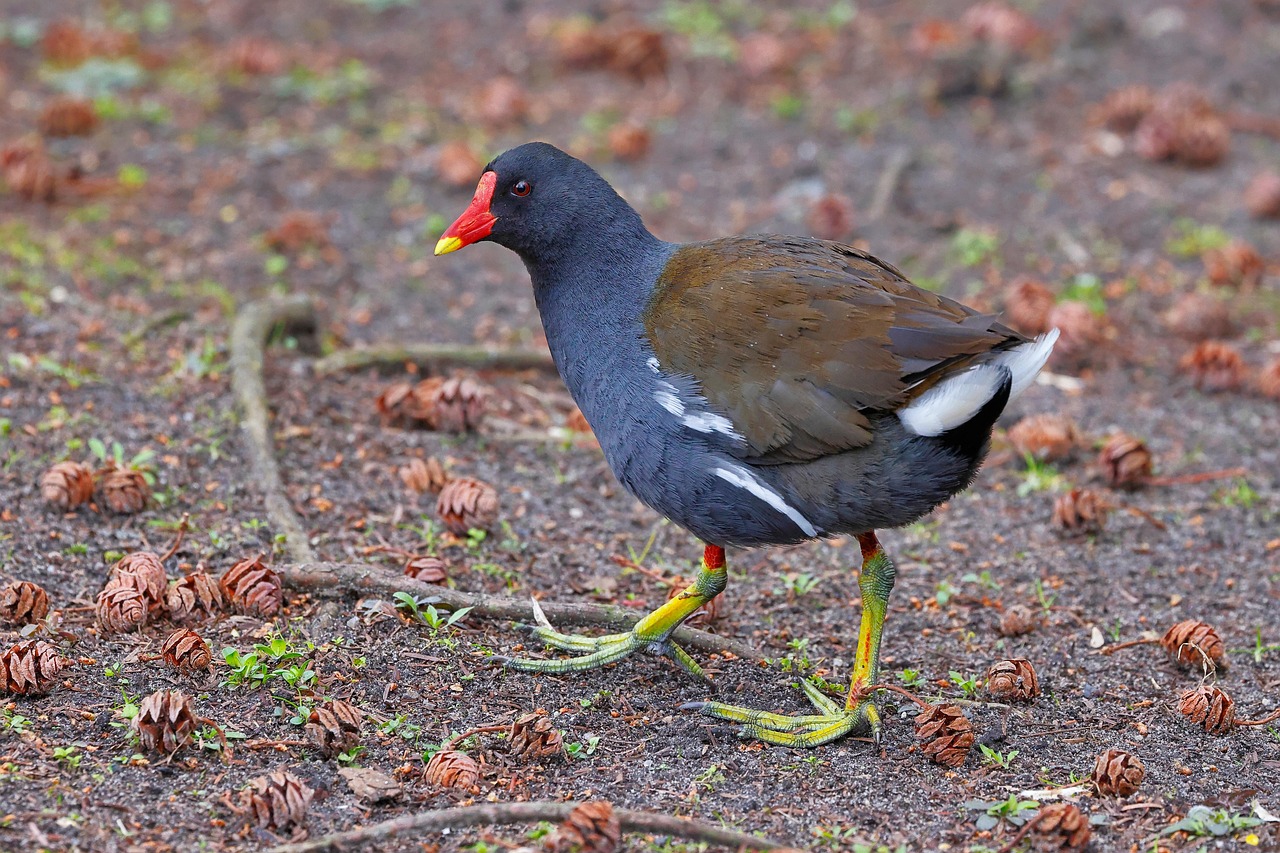 6 Free Swamp Chicken Moorhen Images Pixabay