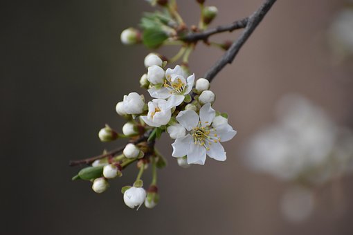 70以上の無料スモモの花 バネ画像 Pixabay