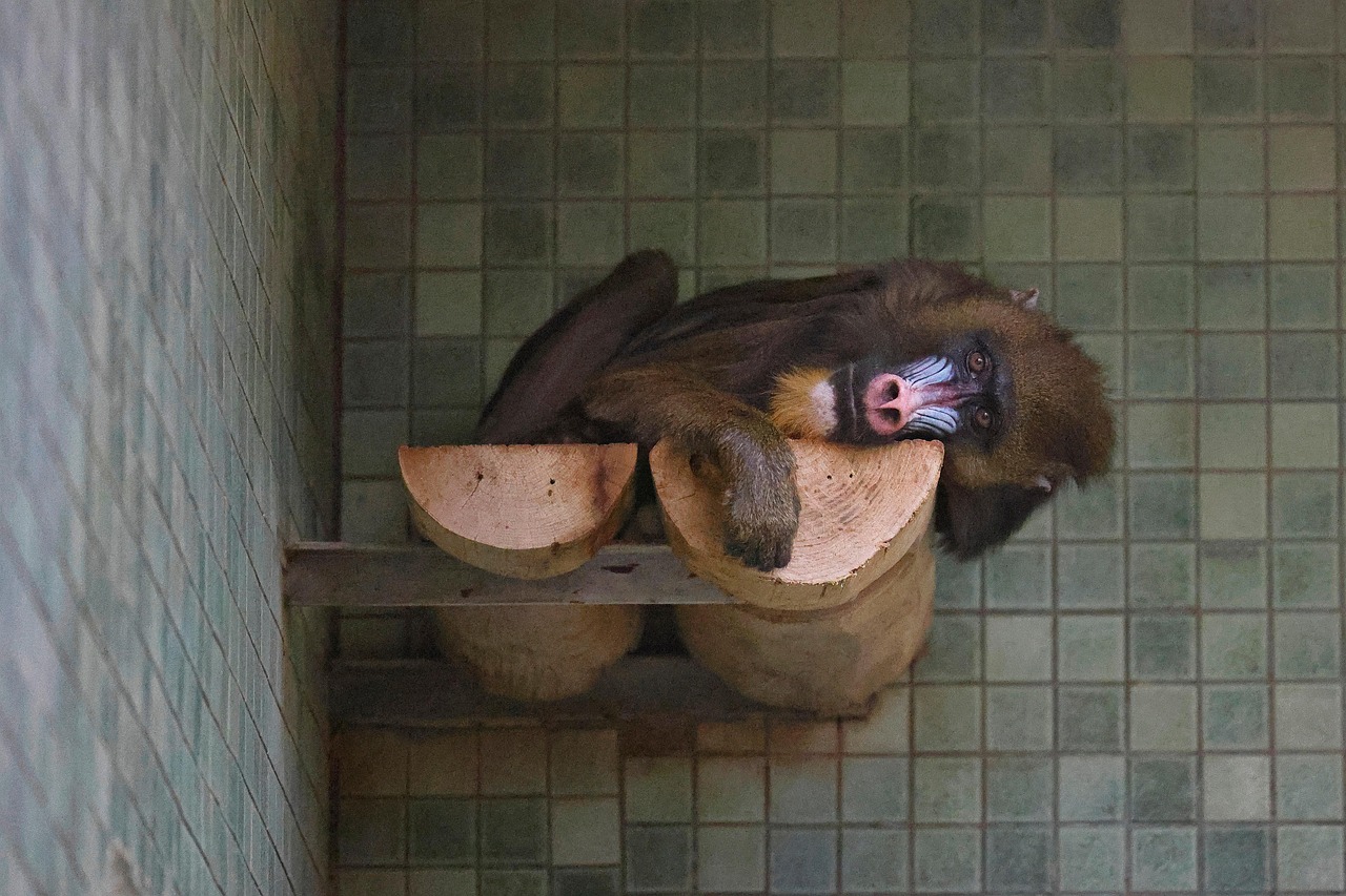 Mandrill - free online jigsaw puzzle photo