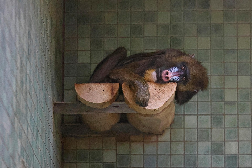 Mandrill Primas Tier Kostenloses Foto Auf Pixabay mandrill-primas-tier-kostenloses-foto-auf-pixabay