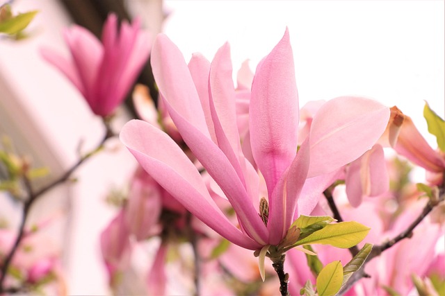 Blumen, Frühling, Magnolie, Blüte, Flora