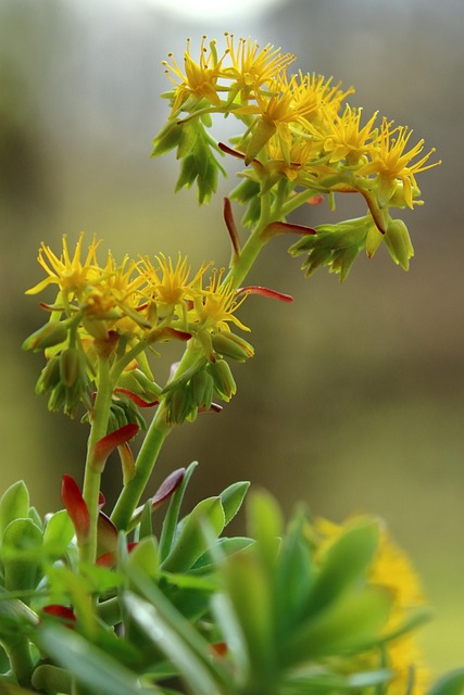 Free Yellow Flowers Garden photo and picture