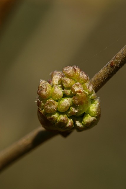 Free Buds Branch photo and picture