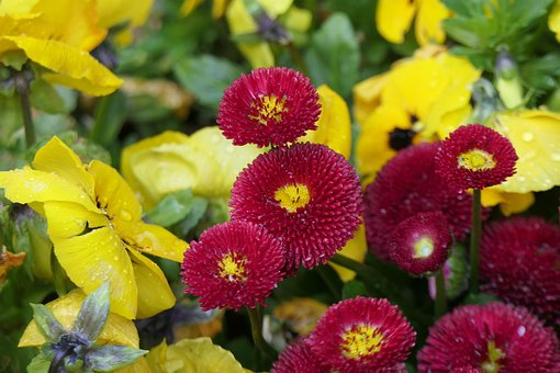 Aster, Bloemen, Tuin, De Lente, Planten