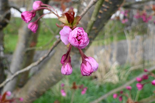 Bloemen, Roze Bloemen, Bomen, Bloesems