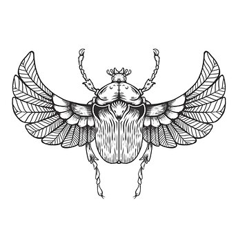 Escarabajo, Insecto, Escarabajo