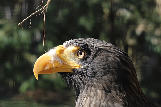 Aigle De Mer Géant Oiseau Oiseaux Photo gratuite sur Pixabay Pixabay