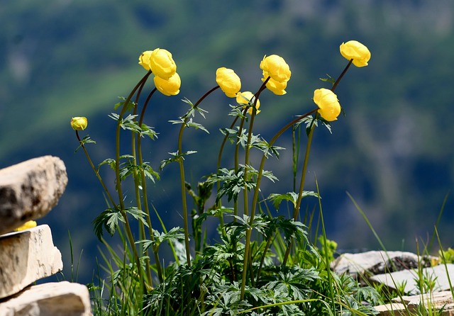 Allgäu, Alpene, Natur, Globusblomst, Gul