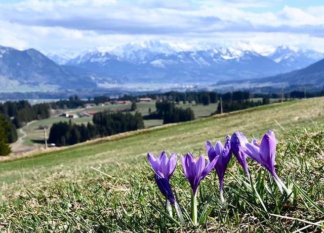 Krokus, Lilla Blomster, Vår, Blomster